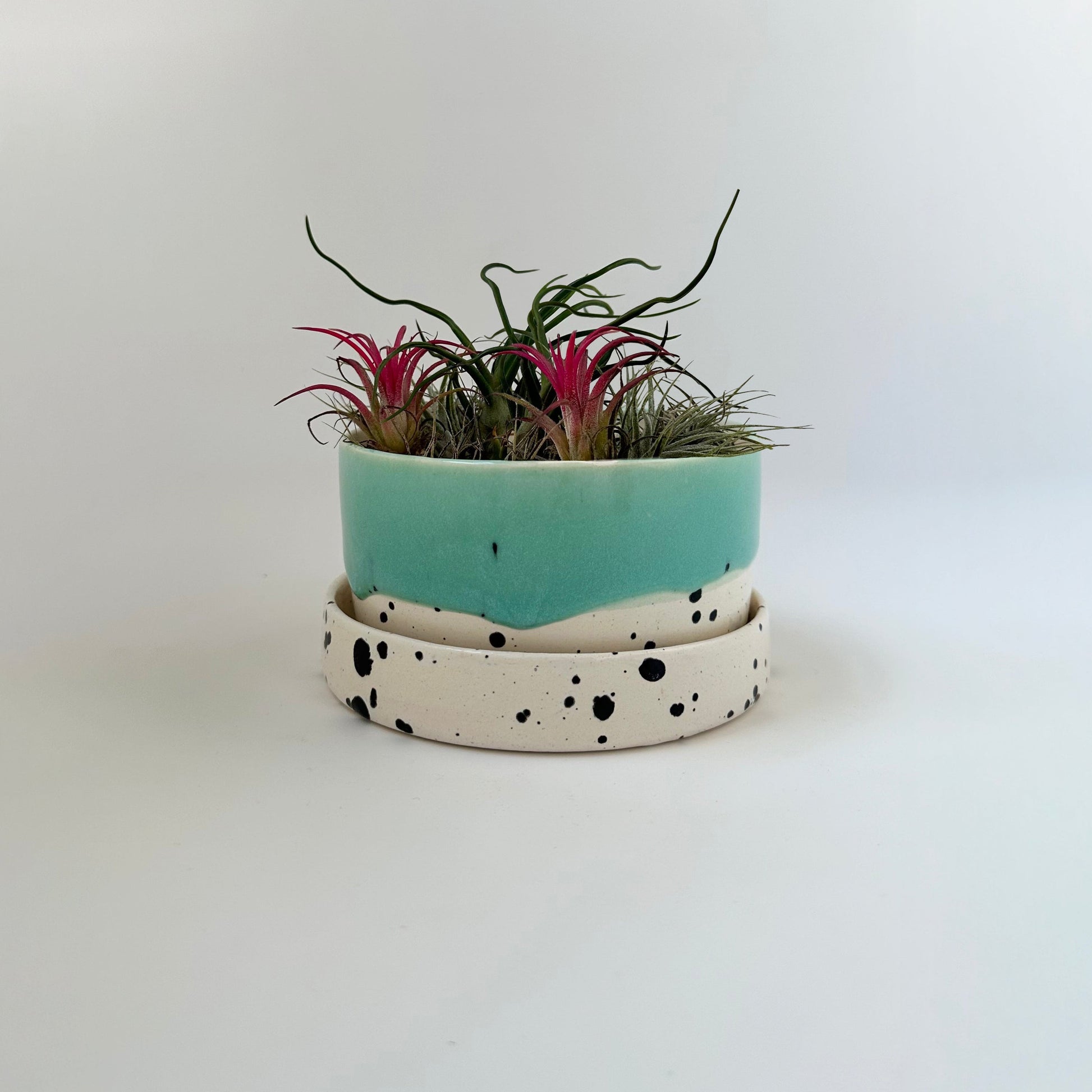 dalmatian print plant pot Dalmation Planter – CLAY BY CAROLYN